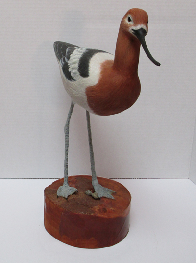 Avocet Front